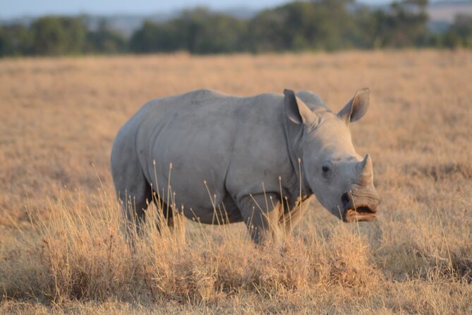 4 Day Private Masai Mara Flight Safari Tour from Nairobi - The Great Migration from July through October