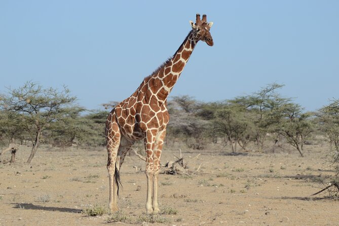 4 Day Private Masai Mara Flight Safari Tour from Nairobi - Day four: one last drive before the flight