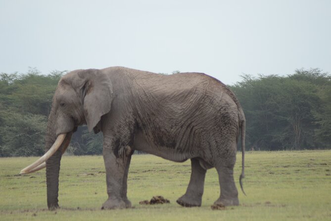 4 Day Private Masai Mara Flight Safari Tour from Nairobi - What the $3,900 price covers