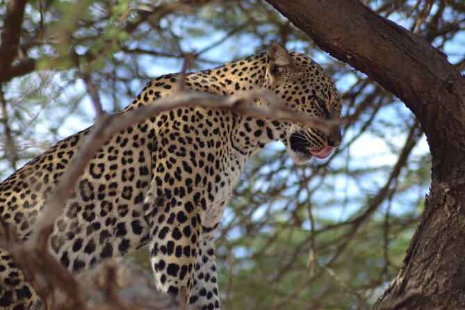 4 Day Private Masai Mara Flight Safari Tour from Nairobi - Guides can make or break the experience