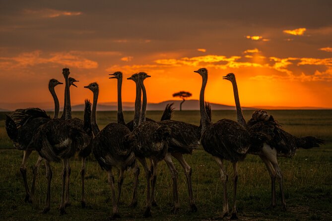 4-Day Private Masai Mara Kenya Safari Tour - What the four days are really about