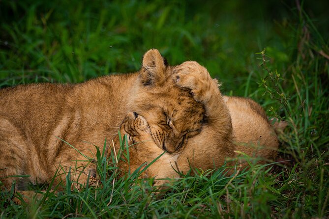 4-Day Private Masai Mara Kenya Safari Tour - Day 2: The fullest day for wildlife watching