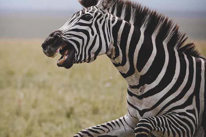 4-Day Private Masai Mara Kenya Safari Tour - Is $2,500 per person good value?