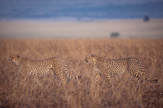 4-Day Private Masai Mara Kenya Safari Tour - Day 1: From Nairobi pickup to the first Mara drive