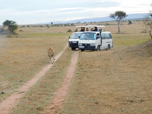 4 Day Private Masai Mara National Reserve & Lake Nakuru National Park Safari - What this four-day Kenya safari actually delivers
