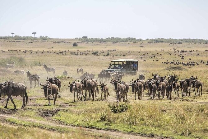 4 Day Safari Maasai Mara, Lake Nakuru and Lake Naivasha - Key Points at a Glance