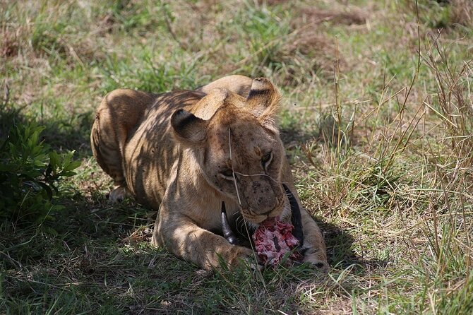 4 Day Safari Maasai Mara, Lake Nakuru and Lake Naivasha - What You May See Along the Way