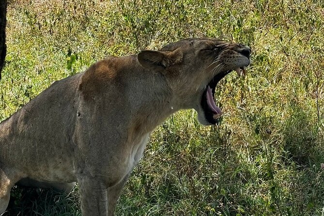 4 Day Safari Maasai Mara, Lake Nakuru and Lake Naivasha - Is $2,300 Per Person Good Value?