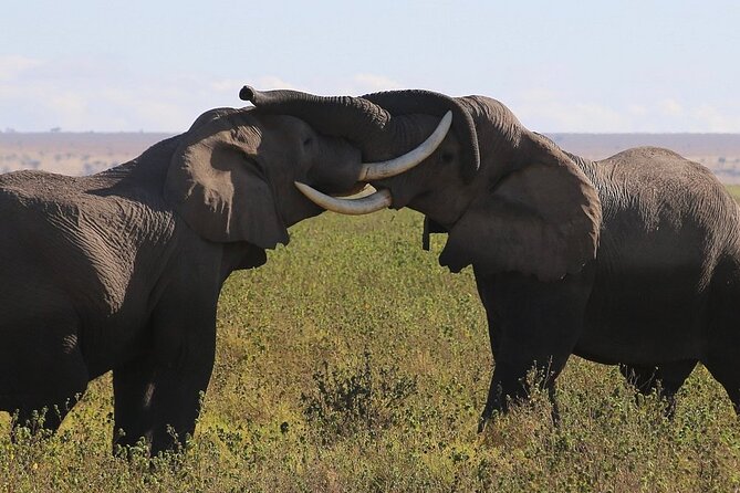 4 Day Safari Maasai Mara, Lake Nakuru and Lake Naivasha - Who Will Enjoy This Safari Most?