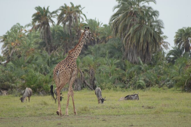 4-Day Safari to Tsavo and Amboseli from Diani Beach - Why this safari works from Diani Beach