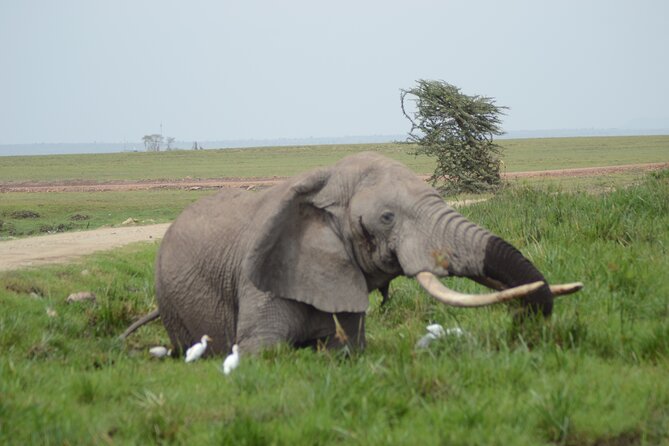 4-Day Safari to Tsavo and Amboseli from Diani Beach - Day 2: Amboseli elephants beneath Mount Kilimanjaro