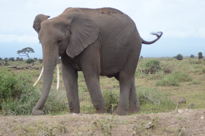 4-Day Safari to Tsavo and Amboseli from Diani Beach - Day 1: Crossing the coast and entering Tsavo West