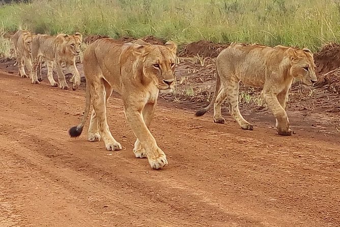 4-Day Tsavo East West and Amboseli National Park from Mombasa - Why this route works from Mombasa to Nairobi