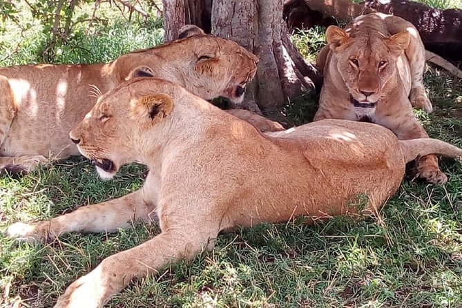 4-Day Tsavo East West and Amboseli National Park from Mombasa - Mzima Springs: a short stop with a different view of Tsavo