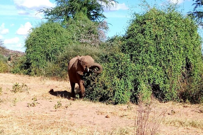 4-Day Tsavo East West and Amboseli National Park from Mombasa - Day 4: A final game drive before Nairobi