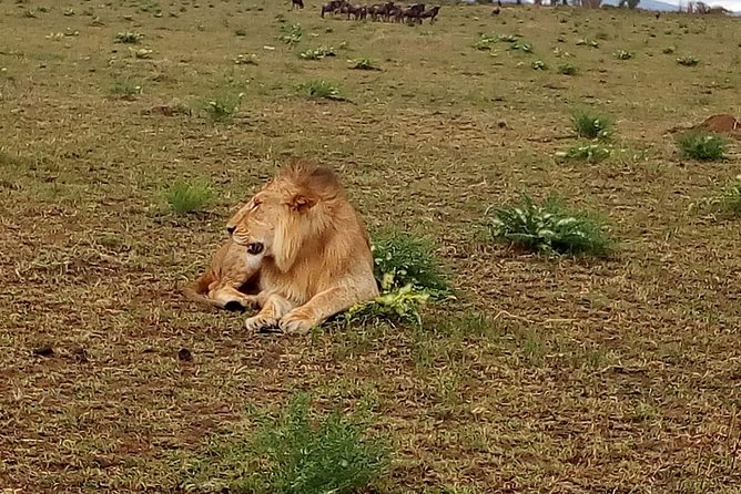 4-Day Tsavo East West and Amboseli National Park from Mombasa - The guide can shape the whole safari