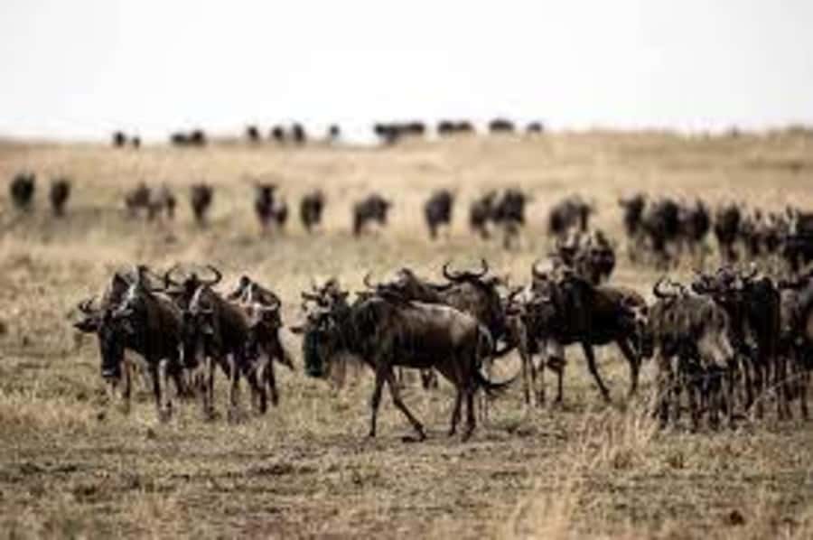 4 Days 3 Nights Masai Mara, L.Nakuru Jeep. - Key Details Before You Book