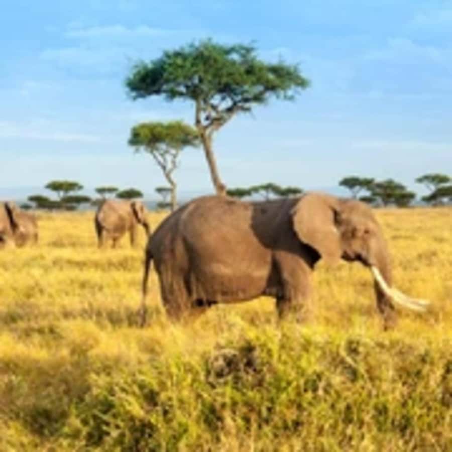 4 Days 3 Nights Masai Mara, L.Nakuru Jeep. - Nairobi to the Masai Mara: A Long Road to Big Cats