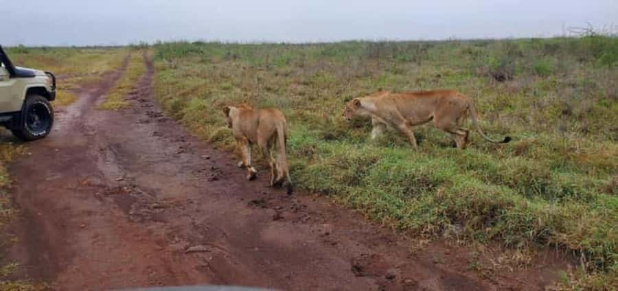 4 Days 3 Nights Masai Mara, L.Nakuru Jeep. - Leaving the Mara for Lake Nakuru