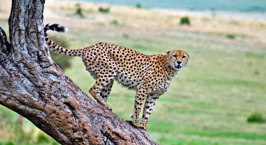 4 Days 3 Nights Masai Mara, L.Nakuru Jeep. - Early Morning at Lake Nakuru