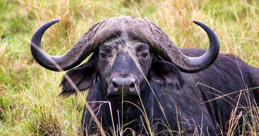 4 Days 3 Nights Masai Mara, L.Nakuru Jeep. - Who Will Enjoy This Safari Most