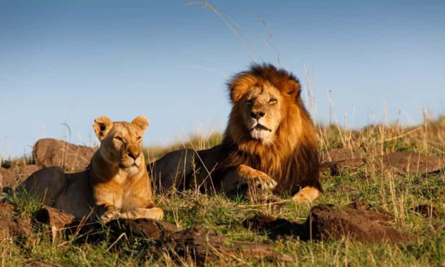 4 Days 3 Nights Masai Mara, L.Nakuru Jeep. - Full Day in the Mara: Give Wildlife the Time It Needs