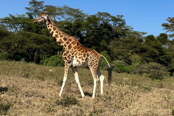 4 Days 4WD Private Maasai Mara, Nakuru Parks with Lodge LUXURY - Key points to know before booking