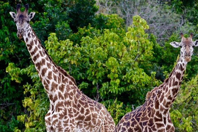 4 Days Amazing Maasai Mara and Lake Nakuru Budget Safari - Key points to know before booking
