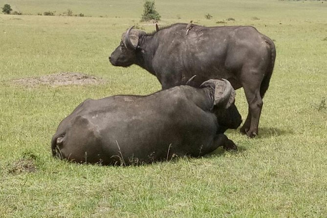 4 Days Amazing Maasai Mara and Lake Nakuru Budget Safari - What the $700 safari really includes