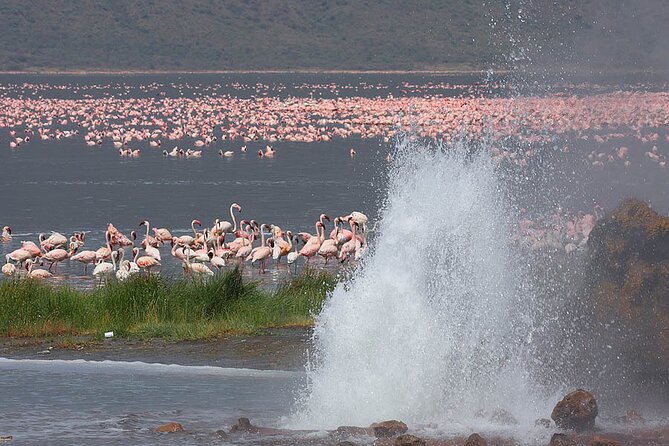 4 Days Amazing Maasai Mara and Lake Nakuru Budget Safari - Day 4: Flamingos, rhinos, and the drive back to Nairobi