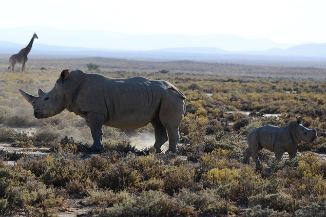 4 Days Amazing Maasai Mara and Lake Nakuru Budget Safari - Service, group size, and the human side