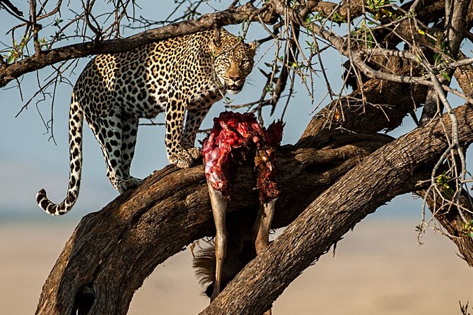4 Days Amazing Maasai Mara and Lake Nakuru Budget Safari - Who will enjoy this safari most