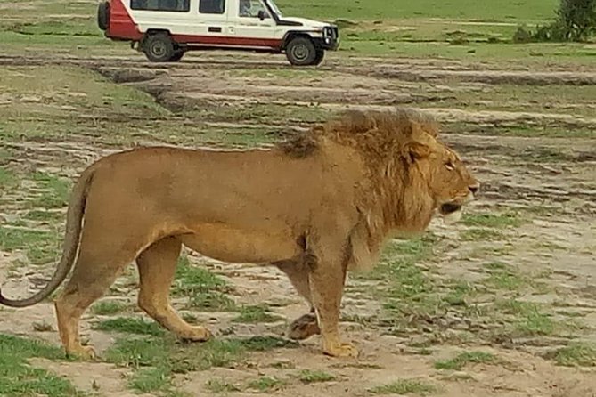 4 Days Amazing Maasai Mara and Lake Nakuru Budget Safari - Day 2: The full-day Maasai Mara game drive
