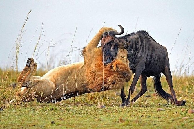 4-Days Best Wildlife Safari: Amboseli, Tsavo West & Tsavo East Private Safari - Day 3: Mzima Springs and the road to Tsavo East