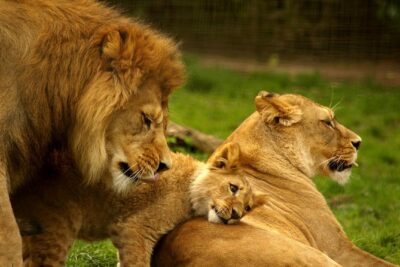 4-Days Best Wildlife Safari: Amboseli, Tsavo West & Tsavo East Private Safari