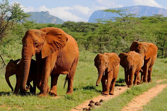 4-Days Best Wildlife Safari: Amboseli, Tsavo West & Tsavo East Private Safari - Wildlife expectations across the three parks