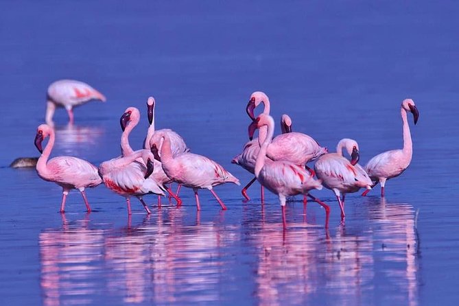 4 Days Enthralling Safaris in Kenya-lake Nakuru Masai Mara - Lake Nakuru’s flamingos, rhinos, and birdlife