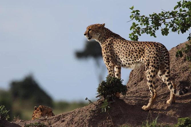 4 Days Enthralling Safaris in Kenya-lake Nakuru Masai Mara - A full day in the Maasai Mara