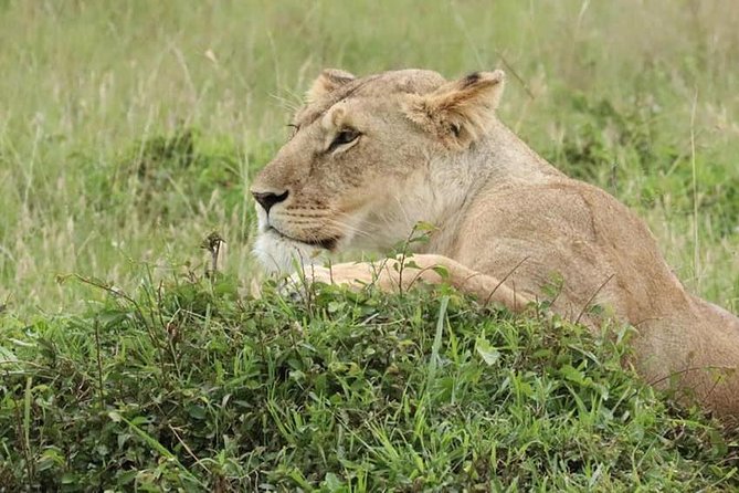 4 Days Enthralling Safaris in Kenya-lake Nakuru Masai Mara - The final morning and return to Nairobi
