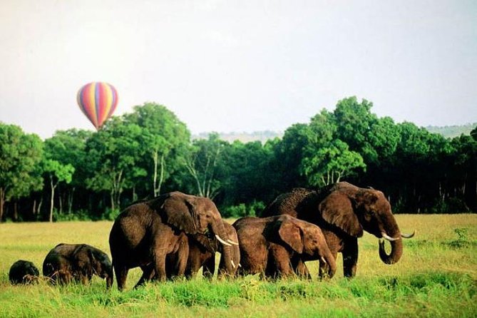 4 Days Enthralling Safaris in Kenya-lake Nakuru Masai Mara - What the $871.80 price covers