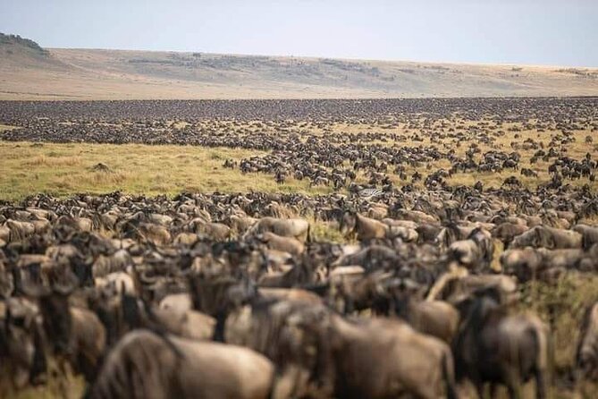 4 Days Enthralling Safaris in Kenya-lake Nakuru Masai Mara - Group size, transport, and practical comfort