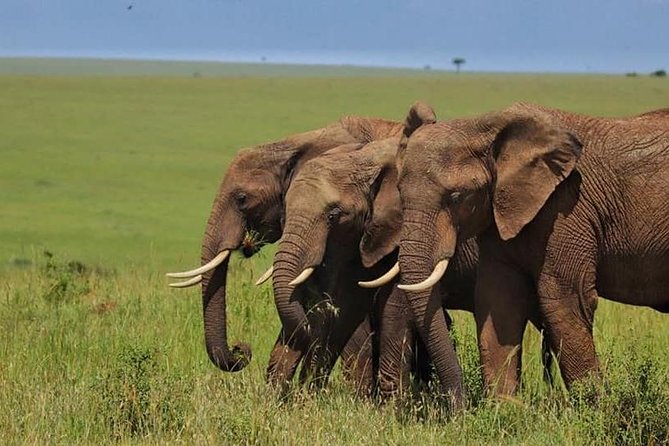 4 Days Enthralling Safaris in Kenya-lake Nakuru Masai Mara - The long road to Maasai Mara