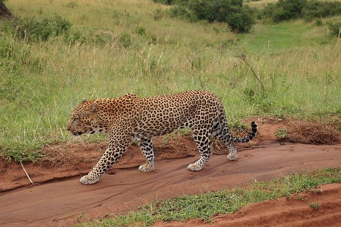 4 days group joining budget safari to Maasai Mara only - Why four days in Maasai Mara makes sense