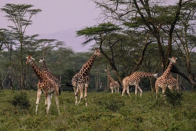 4 days group joining budget safari to Maasai Mara only - Day 4: The return to Nairobi