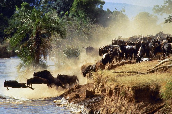 4 days group joining budget safari to Maasai Mara only - The vehicle, group size, and daily rhythm