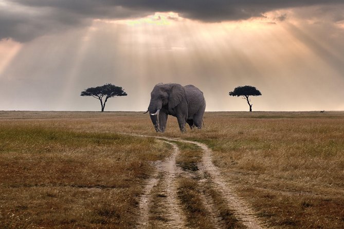 4 days group joining budget safari to Maasai Mara only - What the guide can add to the experience
