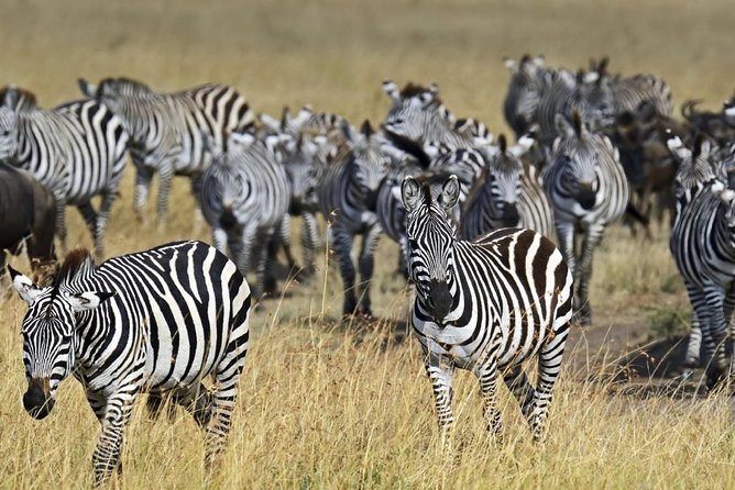 4 Days Group Joining Budget Safari To Masai Mara And Lake Nakuru National Park - Optional Maasai village and balloon safari