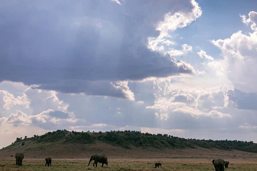 4 days Group safari in Masaai Mara and Lake Nakuru Park - Should you book it?