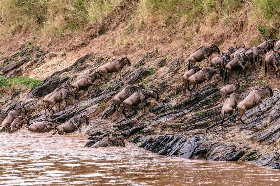 4 days Group safari in Masaai Mara and Lake Nakuru Park - Accommodation: simple Mara tents and a hotel near Nakuru