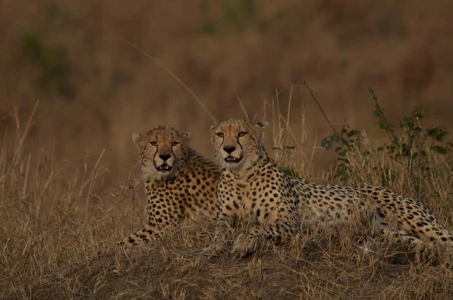 4 days Group safari in Masaai Mara and Lake Nakuru Park - Who should book this four-day safari?